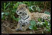  Jaguar,  Pantanal, Brazil � Janet Zinn 2015