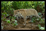  Jaguar,  Pantanal, Brazil � Janet Zinn 2015