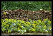  Jaguar,  Pantanal, Brazil � Janet Zinn 2015