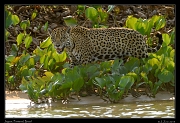  Jaguar,  Pantanal, Brazil � Janet Zinn 2015