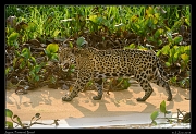  Jaguar,  Pantanal, Brazil � Janet Zinn 2015