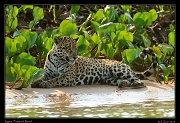  Jaguar,  Pantanal, Brazil � Janet Zinn 2015