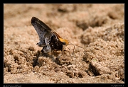  Moth, Pantanal, Brazil � Janet Zinn 2015