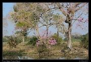  Pouso Alegra trees,  Pantanal, Brazil � Janet Zinn 2015