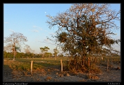  Early morning with moonrise,  Pantanal, Brazil � Janet Zinn 2015