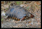  Red-footed Tortoise, Pantanal, Brazil � Janet Zinn 2015