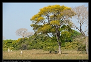  Rheas under the Yellow Ipe tree,  Pantanal, Brazil � Janet Zinn 2015