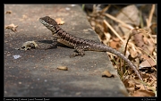  Eastern Spiny Collared Lizard, Pantanal, Brazil � Janet Zinn 2015