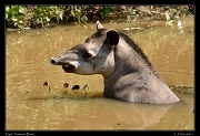  Tapir, Pantanal, Brazil � Janet Zinn 2015