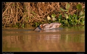  Tapir, Pantanal, Brazil � Janet Zinn 2015