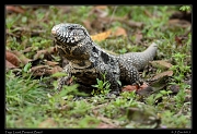 Tegu Lizard,  Pantanal, Brazil � Janet Zinn 2015