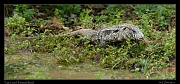  Tegu Lizard, Pantanal, Brazil � Janet Zinn 2015
