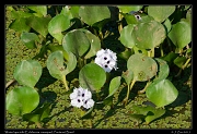  Water Hyacinth (Echihornia crassipes), Pantanal, Brazil � Janet Zinn 2015