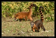  White-nosed Coatis, Pantanal, Brazil � Janet Zinn 2015