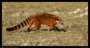  White-nosed Coati, Pantanal, Brazil � Janet Zinn 2015