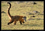  White-nosed Coati, Pantanal, Brazil � Janet Zinn 2015