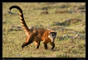  White-nosed Coati, Pantanal, Brazil � Janet Zinn 2015