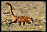  White-nosed Coati, Pantanal, Brazil � Janet Zinn 2015