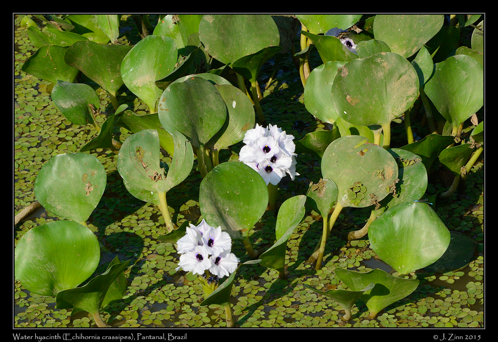 water_hyacinth_6179a