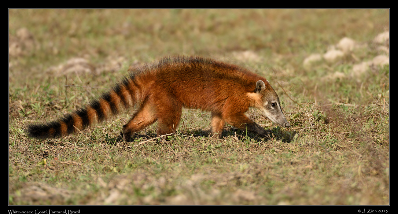 white_nosed_coati__6998a