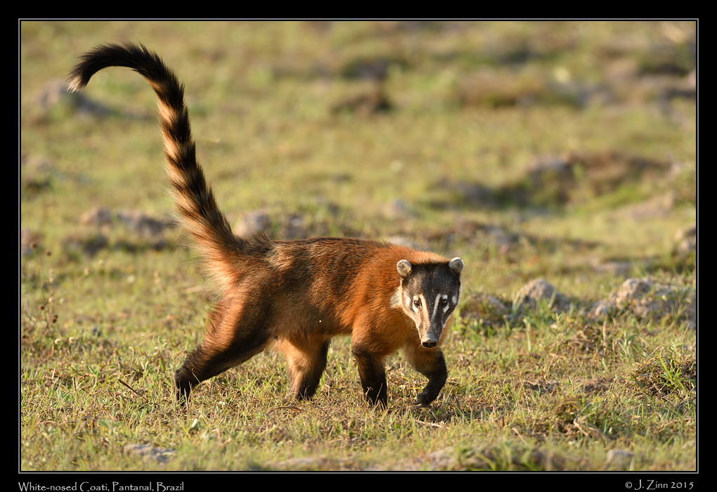 white_nosed_coati__7097aw