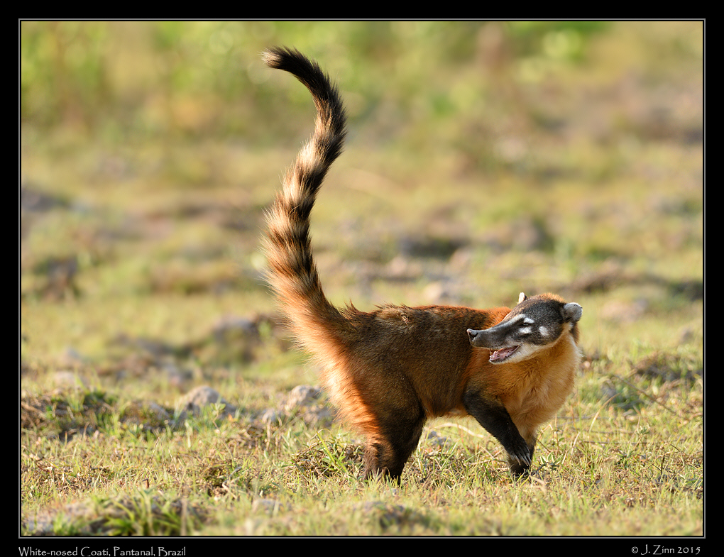 white_nosed_coati__7103a