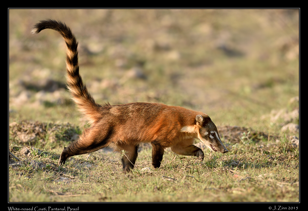 white_nosed_coati__7125a