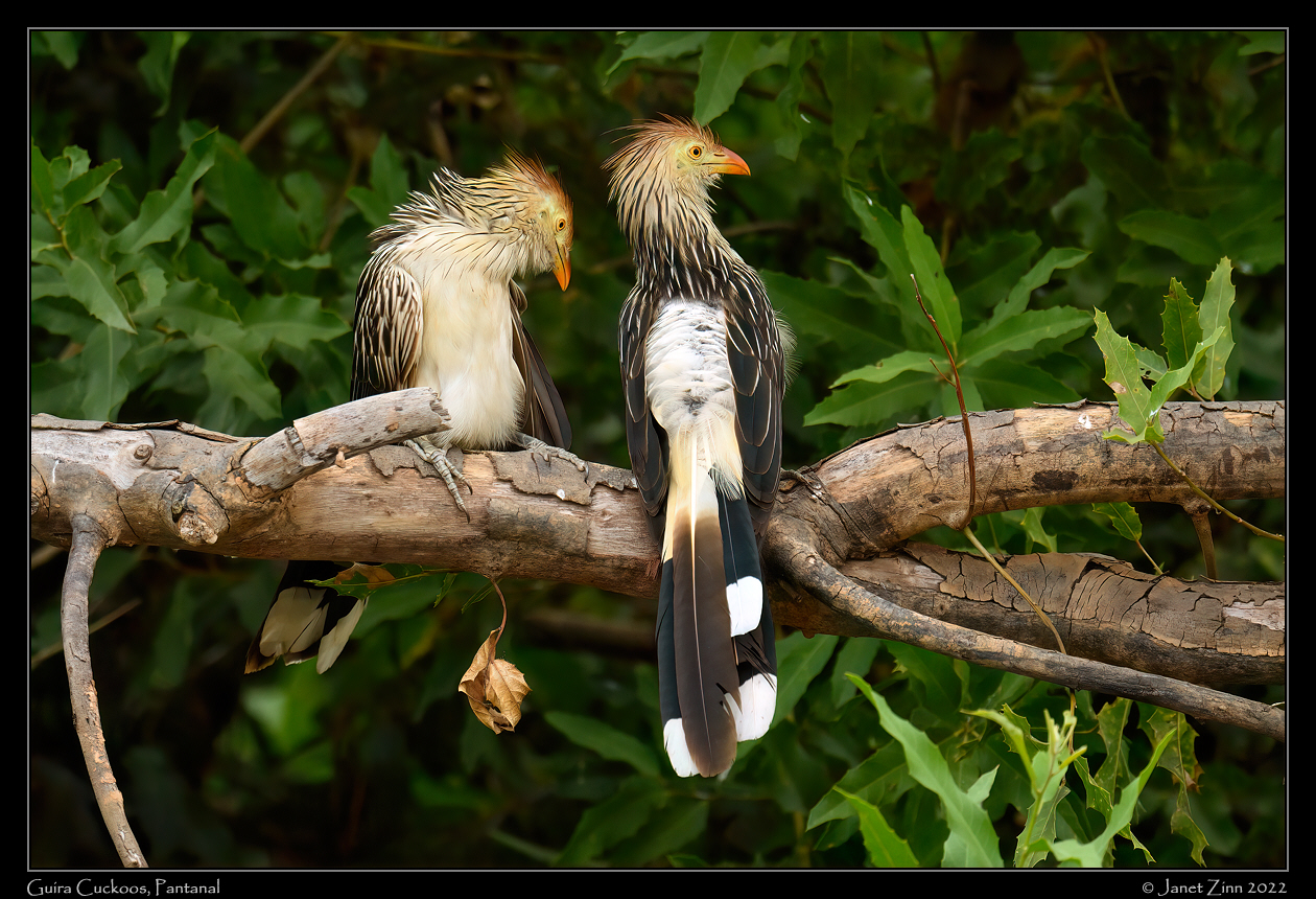guira_cuckoo_JZ9_7809a