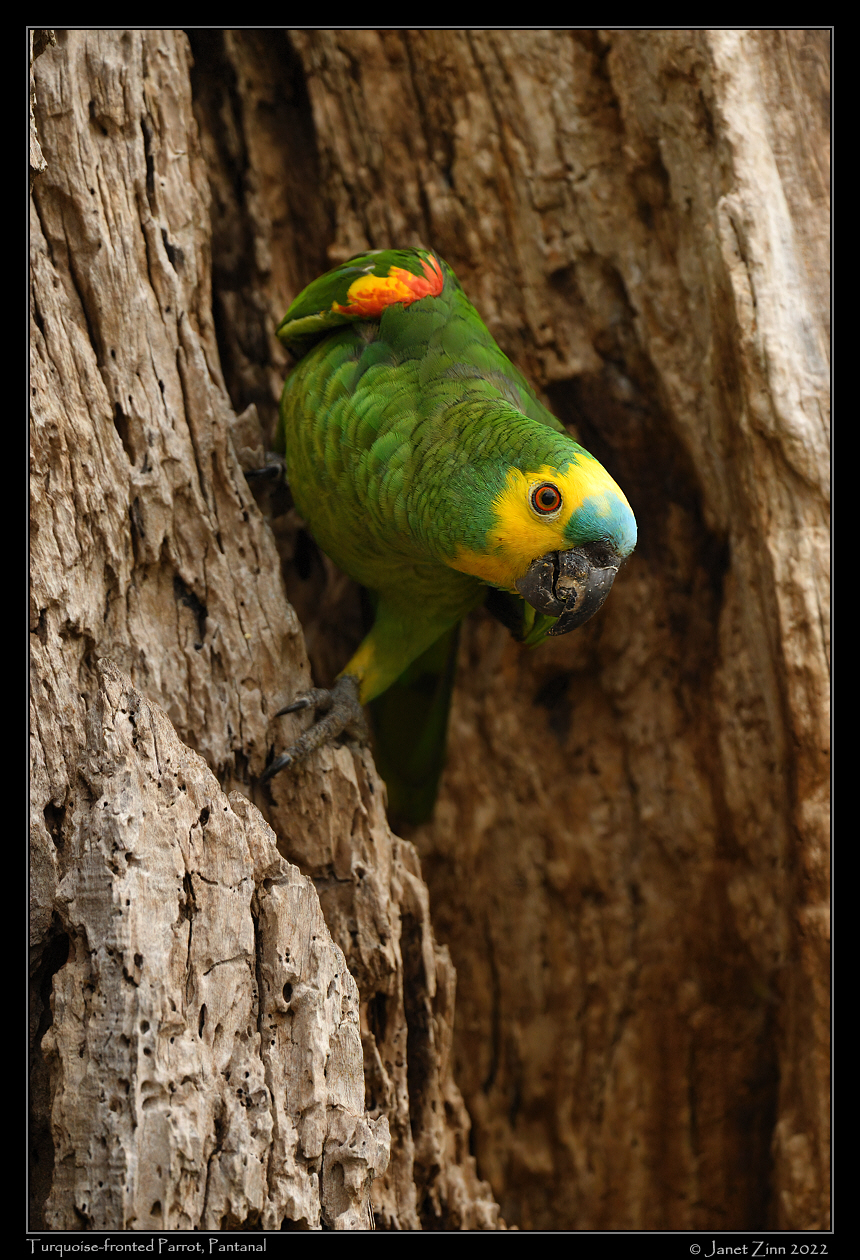 turquoise_fronted_parrot_JZ9_0807a