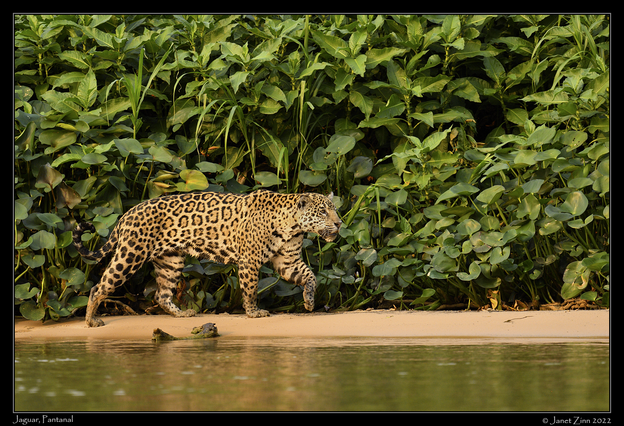 jaguar_JZ1_3041a