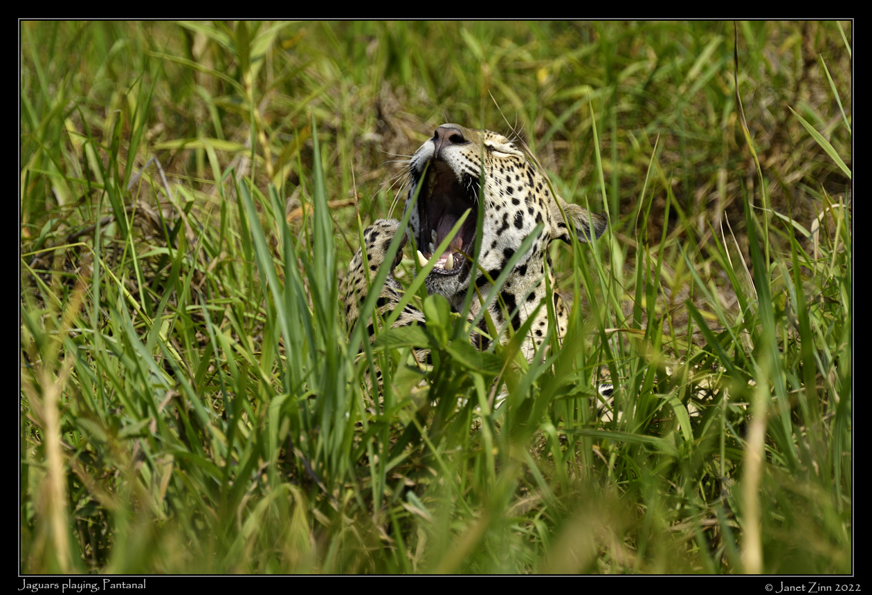 jaguar_JZ9_5180a