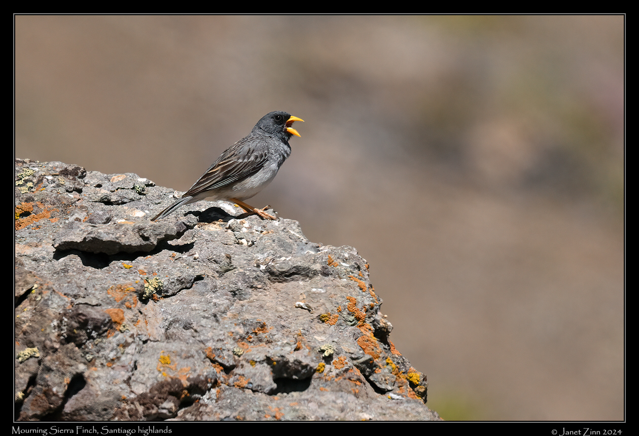 mourning_sierra_finch_JZ9_1042a