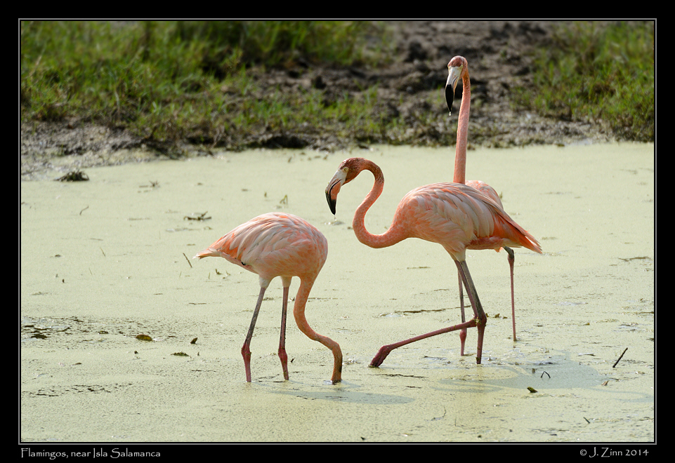 american_flamingo_9230a