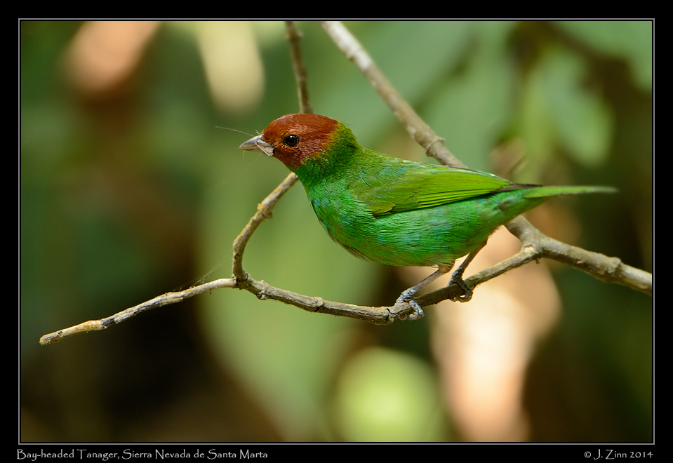 bay_headed_tanager_0476a