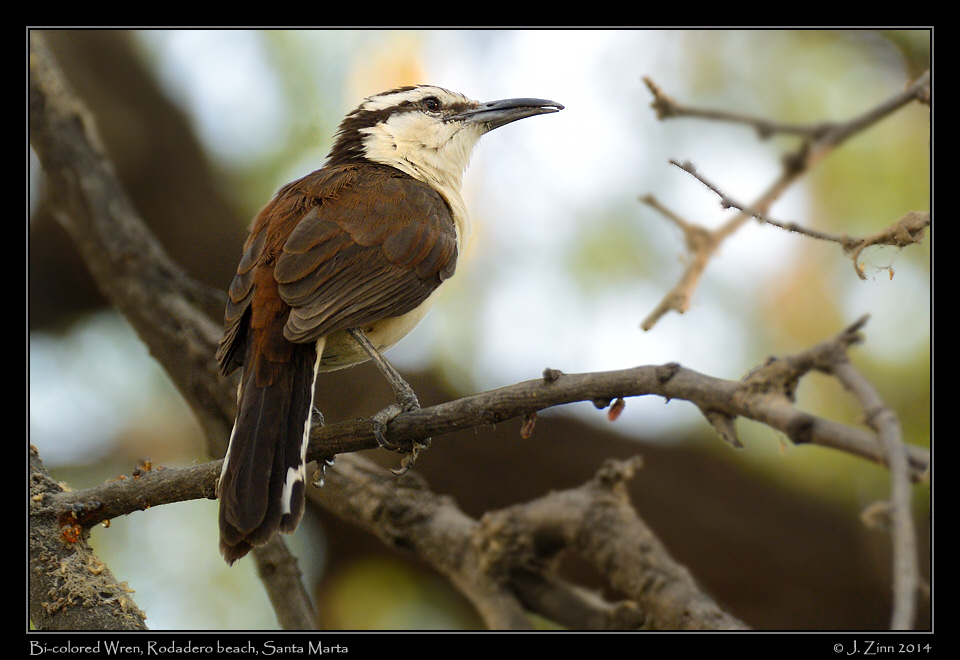 bicolored_wren_2135a