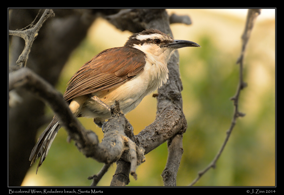 bicolored_wren_2161a