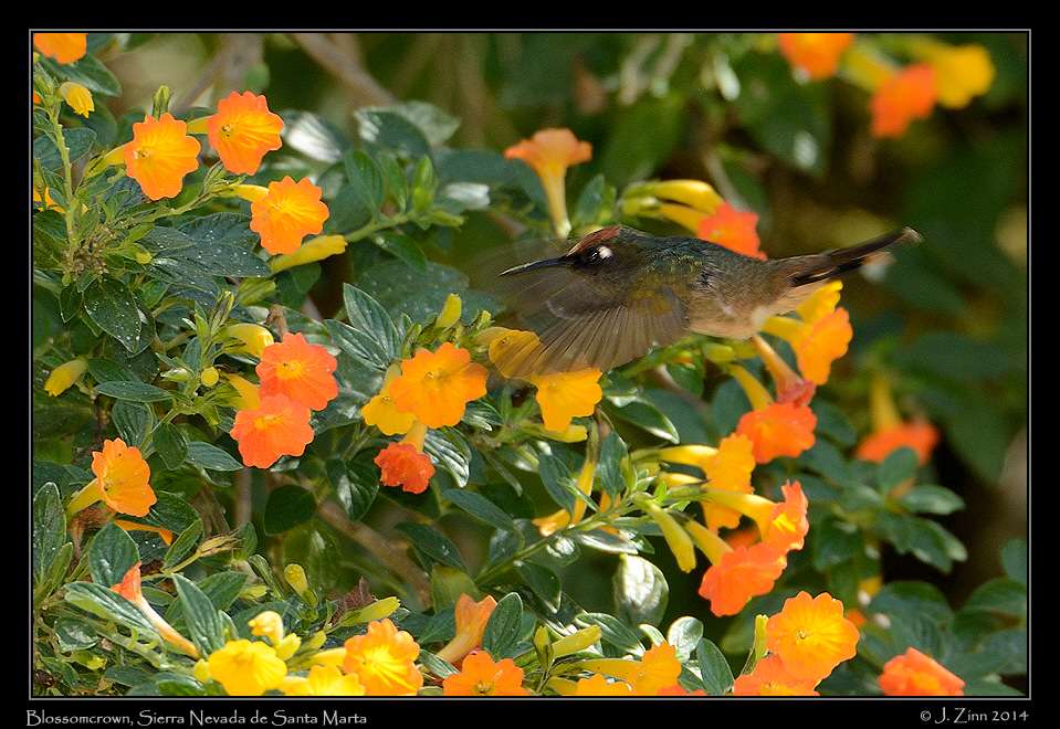 blossomcrown_0336a