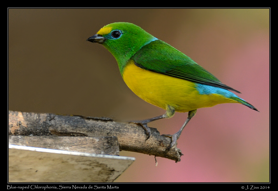 blue_naped_chlorophonia_0163a