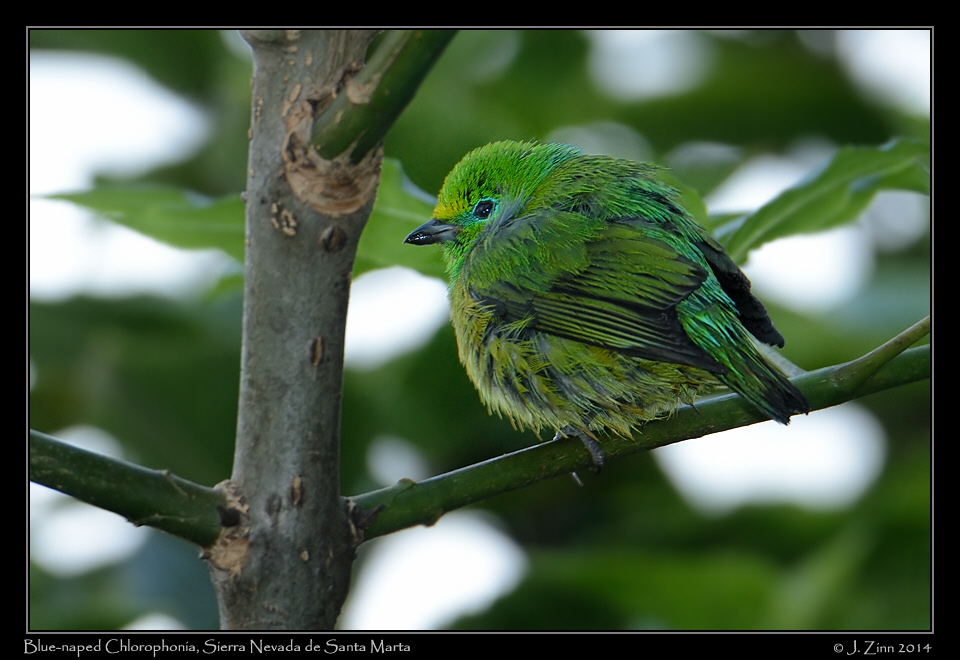 blue_naped_chlorophonia_0523a