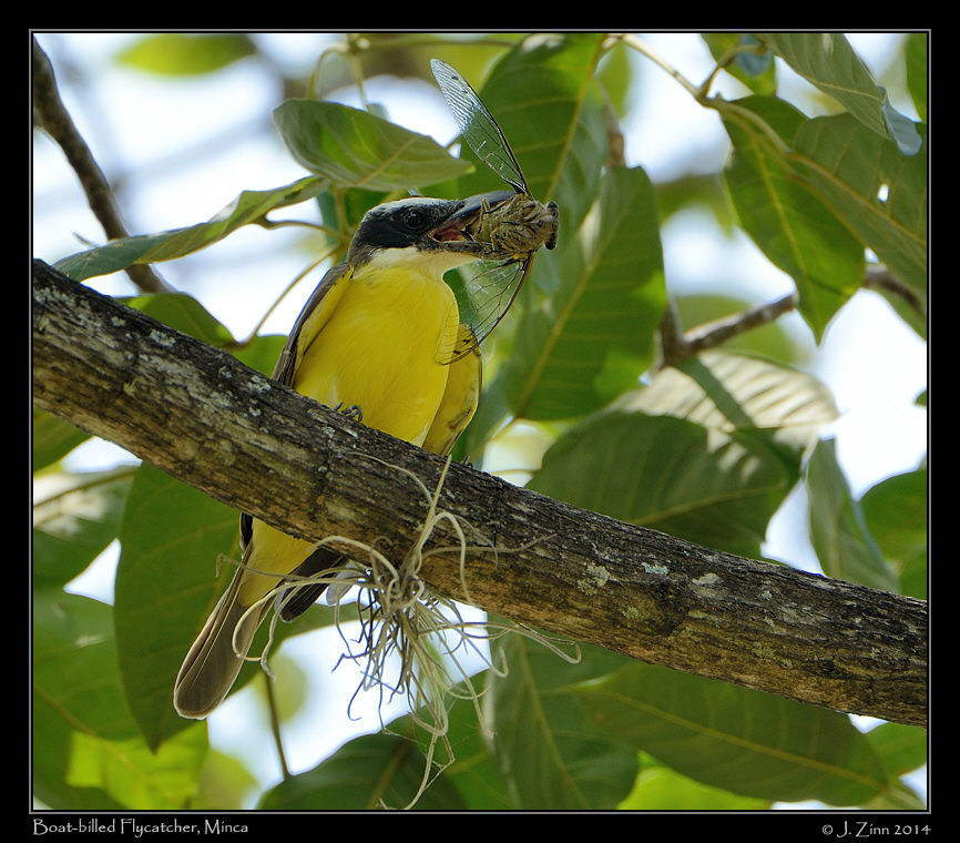 boat_billed_flycatcher_9739a