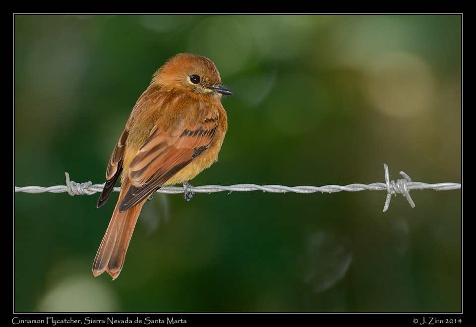 cinnamon_flycatcher_0309a