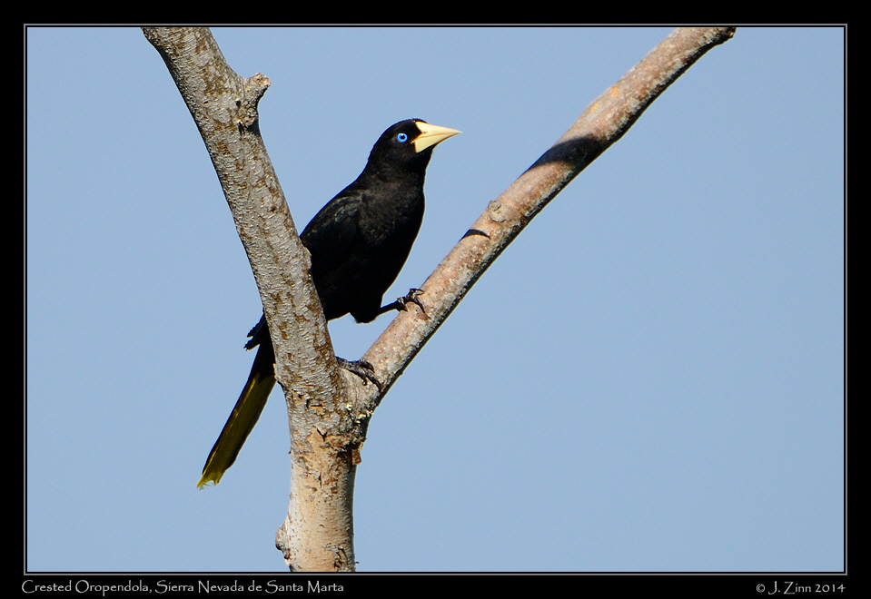crested_oropendola_0323a