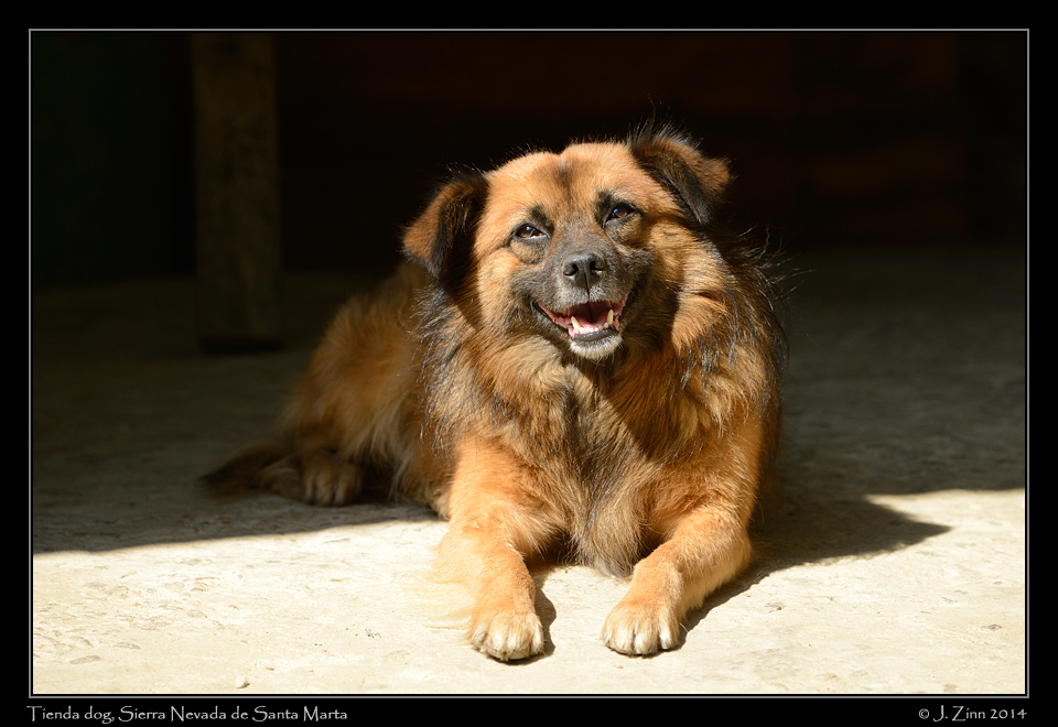 dog_0893a