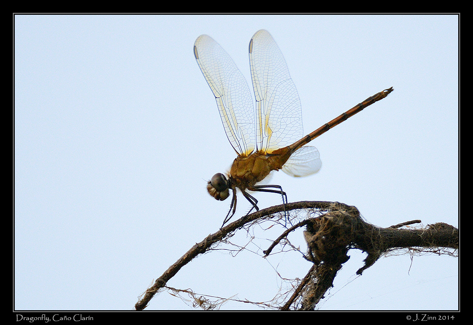 dragonfly_9128b
