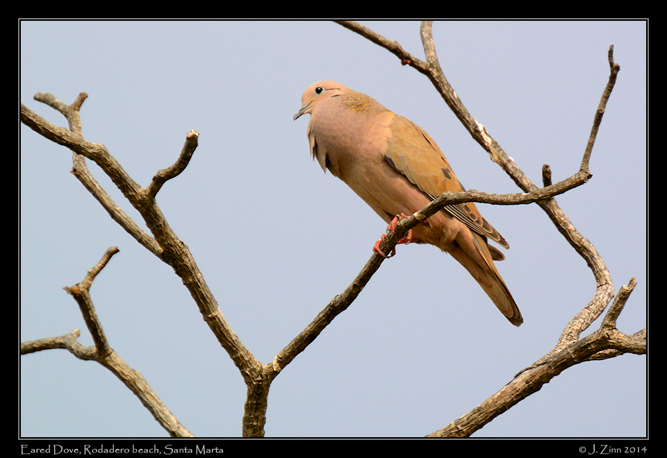 eared_dove_1895a
