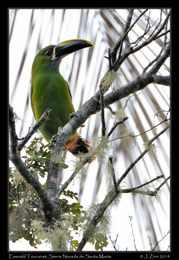 emerald_toucanet_0797a