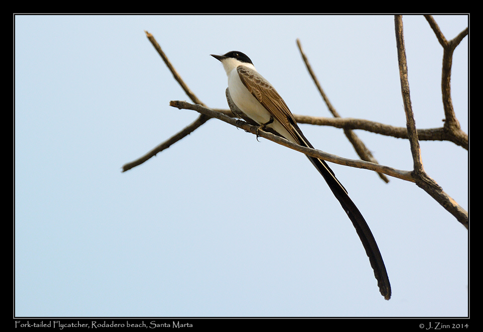 fork_tailed_flycatcher_2305a