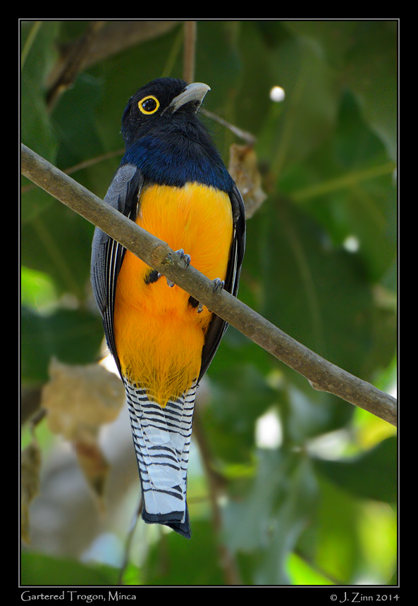 gartered_trogon_2581a