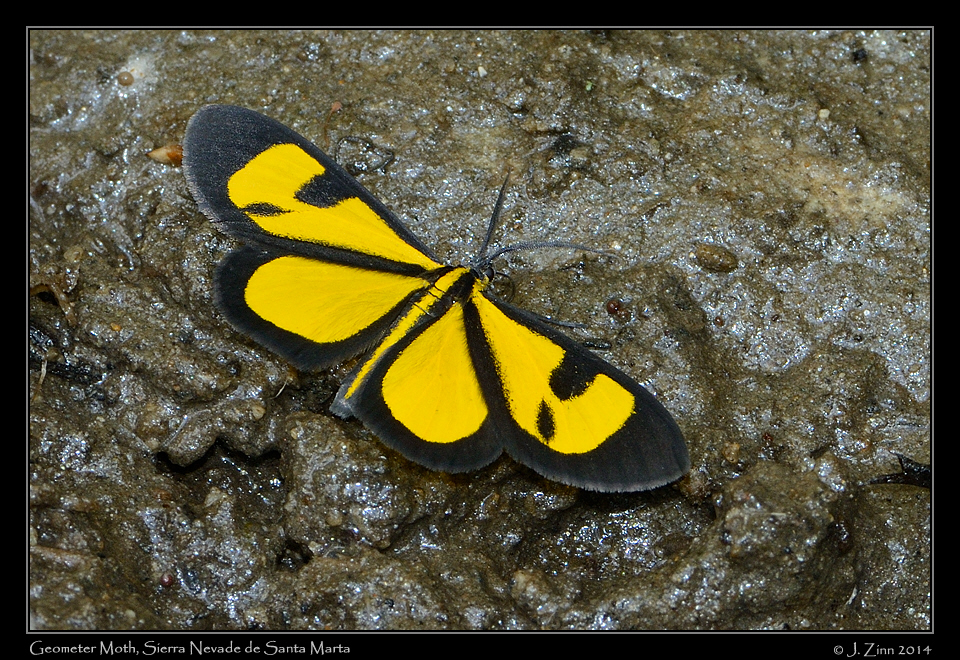 geometer_moth_0924a