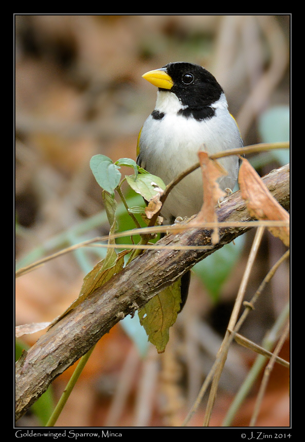 golden_winged_sparrow_9912a